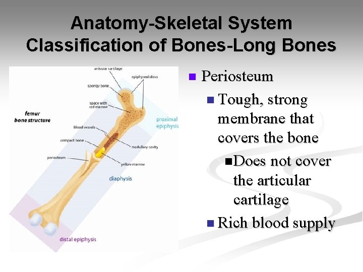 Anatomy-Skeletal System Classification of Bones-Long Bones n Periosteum n Tough, strong membrane that covers