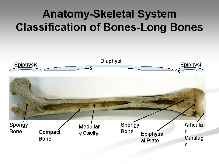 Anatomy-Skeletal System Classification of Bones-Long Bones Diaphysi Epiphysis Spongy Bone Epiphysi s Compact Bone