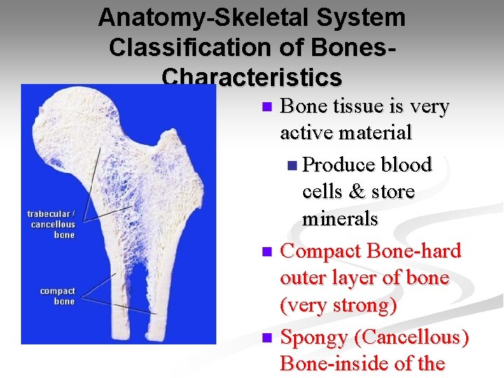 Anatomy-Skeletal System Classification of Bones. Characteristics Bone tissue is very active material n Produce
