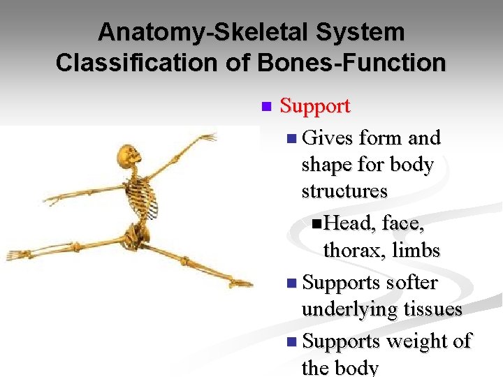 Anatomy-Skeletal System Classification of Bones-Function n Support n Gives form and shape for body