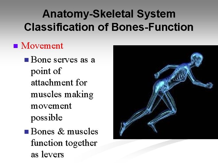 Anatomy-Skeletal System Classification of Bones-Function n Movement n Bone serves as a point of