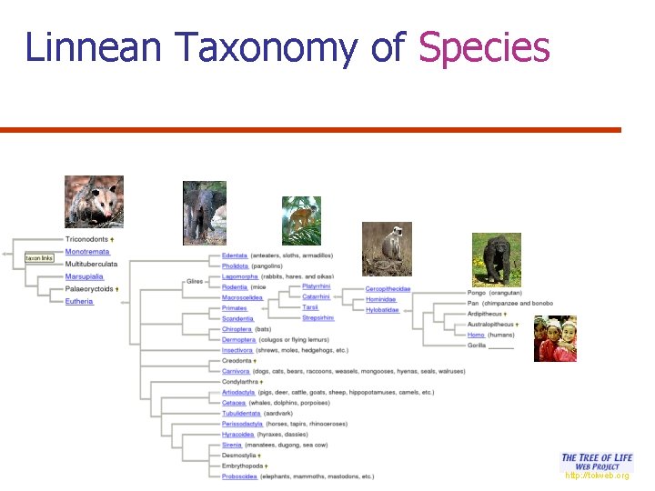 Linnean Taxonomy of Species http: //tolweb. org 
