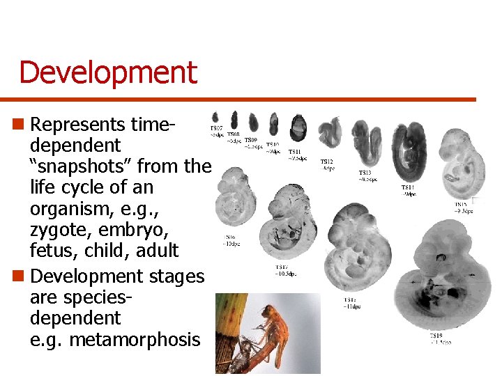 Development n Represents timedependent “snapshots” from the life cycle of an organism, e. g.