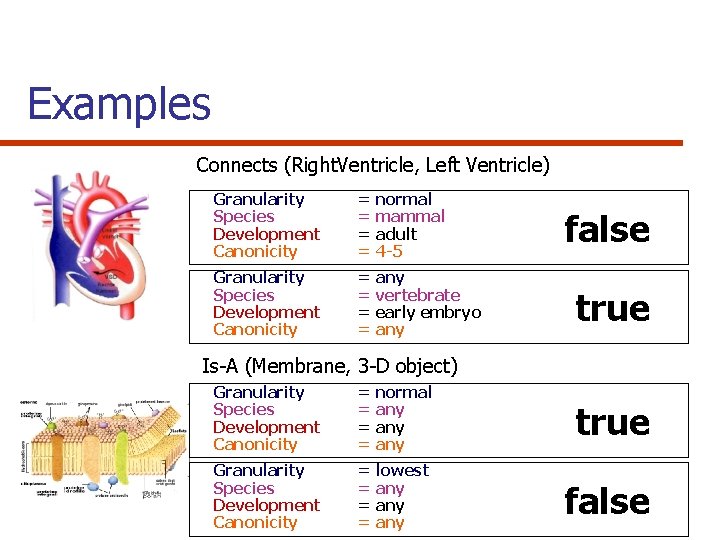 Examples Connects (Right. Ventricle, Left Ventricle) Granularity Species Development Canonicity = normal = mammal