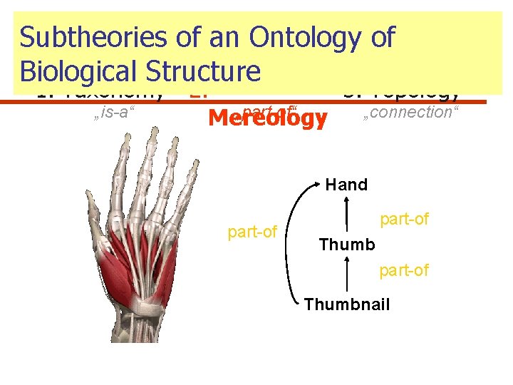 Subtheories of an Ontology of Biological Structure 1. Taxonomy „is-a“ 2. 3. Topology „part-of“