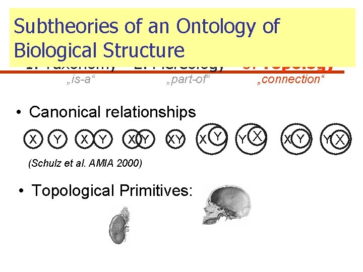 Subtheories of an Ontology of Biological Structure 1. Taxonomy „is-a“ 2. Mereology „part-of“ 3.