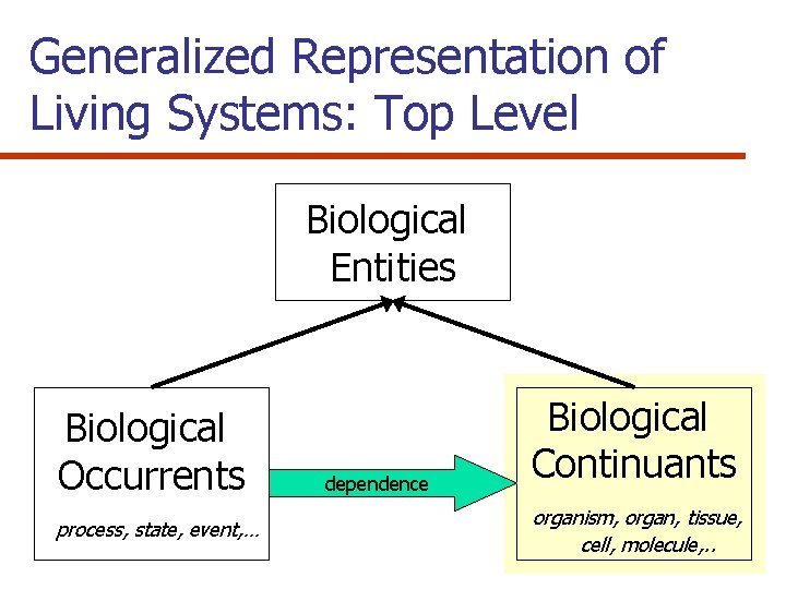 Generalized Representation of Living Systems: Top Level Biological Entities Biological Occurrents process, state, event,