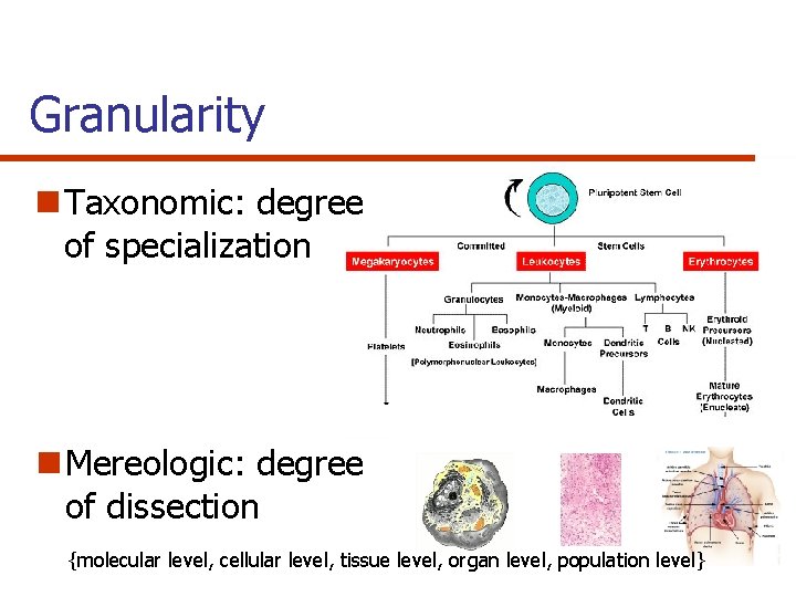 Granularity n Taxonomic: degree of specialization n Mereologic: degree of dissection {molecular level, cellular