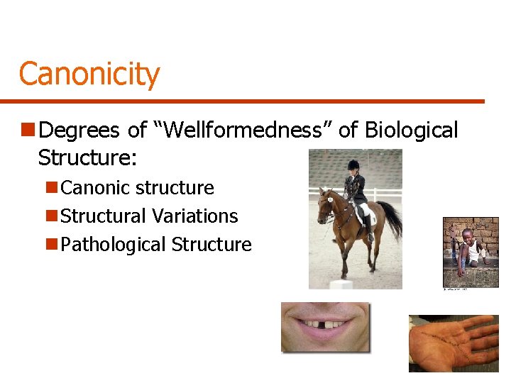 Canonicity n Degrees of “Wellformedness” of Biological Structure: n Canonic structure n Structural Variations