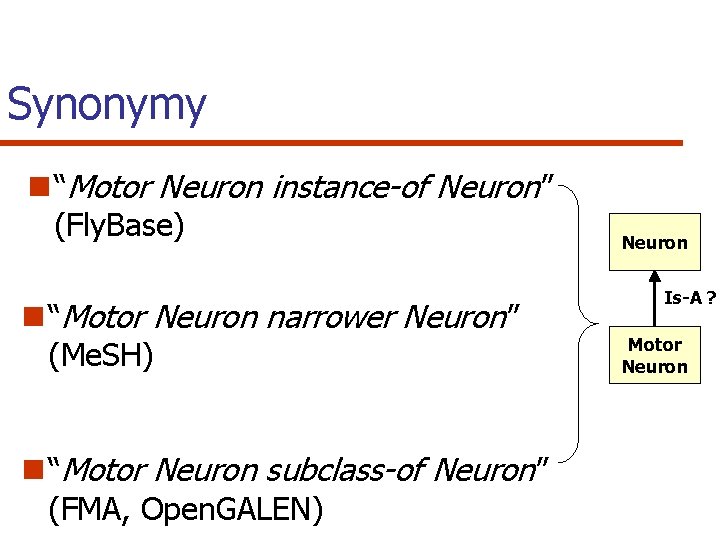 Synonymy n “Motor Neuron instance-of Neuron” (Fly. Base) n “Motor Neuron narrower Neuron” (Me.