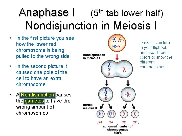 Anaphase I (5 th tab lower half) Nondisjunction in Meiosis I • In the