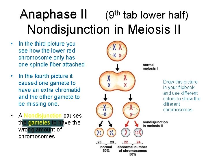 Anaphase II (9 th tab lower half) Nondisjunction in Meiosis II • In the