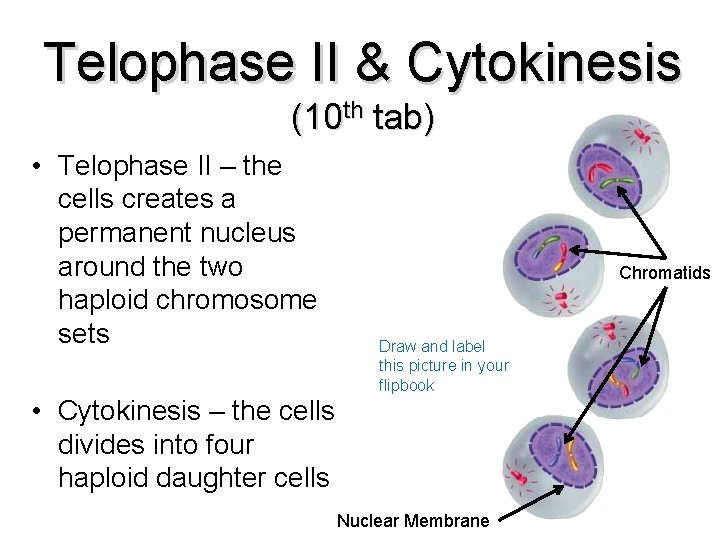 Telophase II & Cytokinesis (10 th tab) • Telophase II – the cells creates
