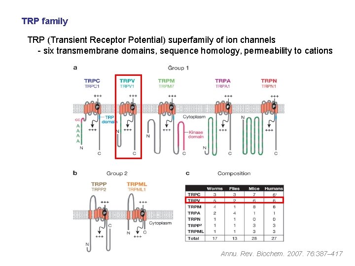 TRP family TRP (Transient Receptor Potential) superfamily of ion channels - six transmembrane domains,