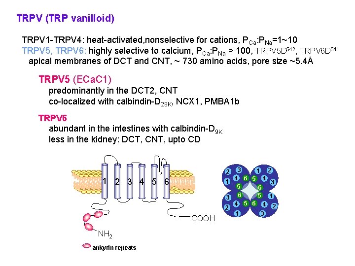 TRPV (TRP vanilloid) TRPV 1 -TRPV 4: heat-activated, nonselective for cations, PCa: PNa=1~10 TRPV