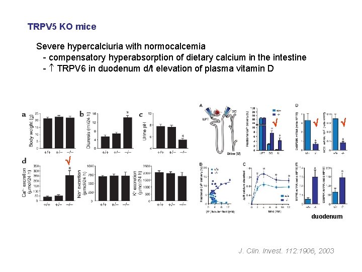 TRPV 5 KO mice Severe hypercalciuria with normocalcemia - compensatory hyperabsorption of dietary calcium
