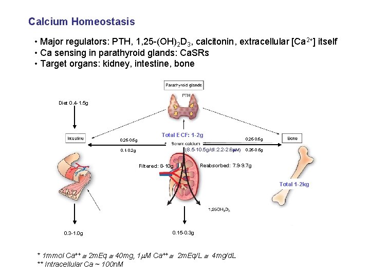 Calcium Homeostasis • Major regulators: PTH, 1, 25 -(OH)2 D 3, calcitonin, extracellular [Ca