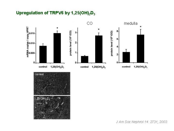 Upregulation of TRPV 6 by 1, 25(OH)2 D 3 CO medulla J Am Soc