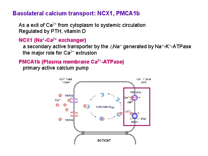 Basolateral calcium transport: NCX 1, PMCA 1 b As a exit of Ca 2+