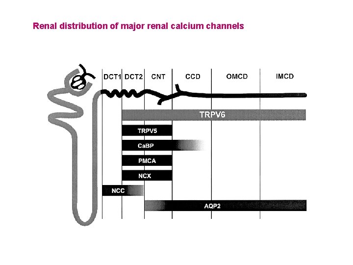 Renal distribution of major renal calcium channels 