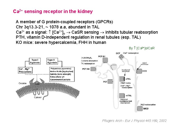 Ca 2+ sensing receptor in the kidney A member of G protein-coupled receptors (GPCRs)