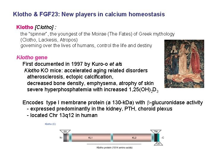 Klotho & FGF 23: New players in calcium homeostasis Klotho [Clotho] : the "spinner“,
