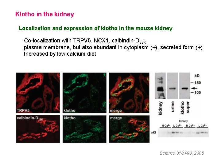 Klotho in the kidney Localization and expression of klotho in the mouse kidney Co-localization