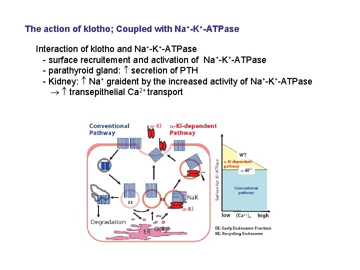 The action of klotho; Coupled with Na+-K+-ATPase Interaction of klotho and Na+-K+-ATPase - surface