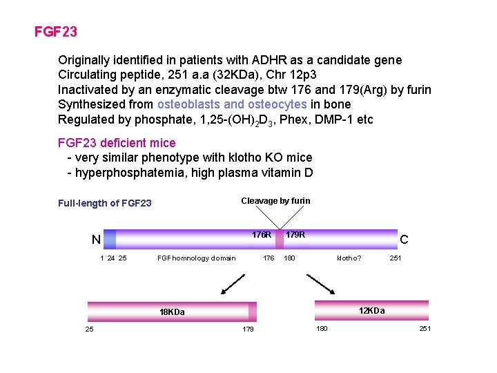FGF 23 Originally identified in patients with ADHR as a candidate gene Circulating peptide,