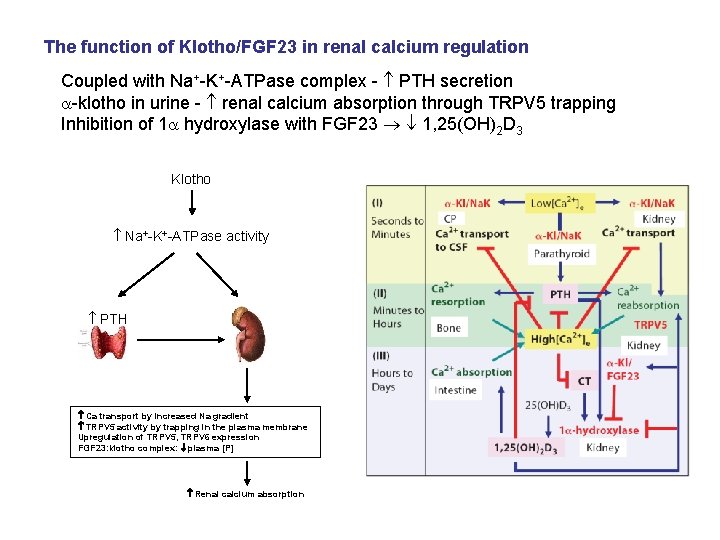The function of Klotho/FGF 23 in renal calcium regulation Coupled with Na+-K+-ATPase complex -