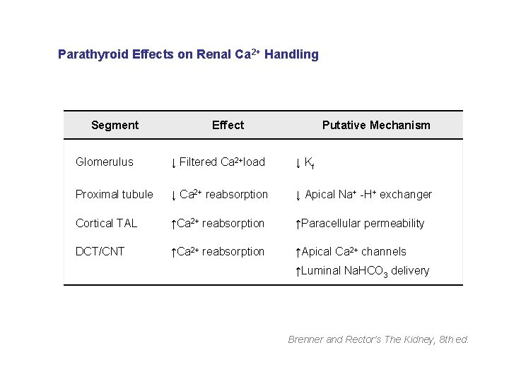 Parathyroid Effects on Renal Ca 2+ Handling Segment Effect Putative Mechanism Glomerulus ↓ Filtered