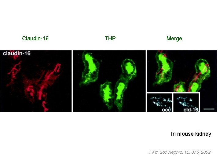 Claudin-16 THP Merge In mouse kidney J Am Soc Nephrol 13: 875, 2002 