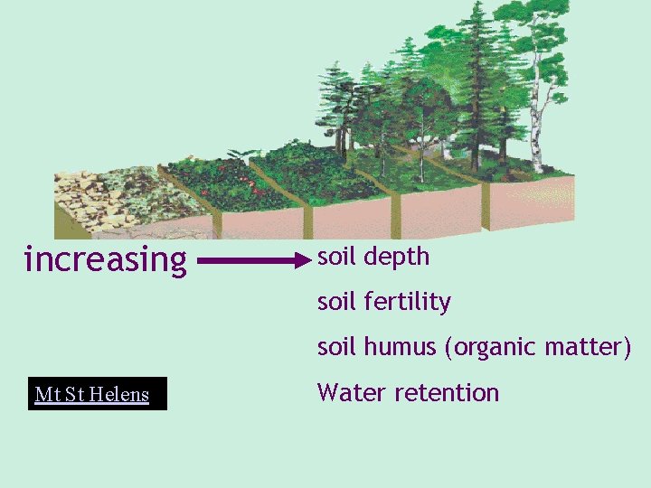 increasing soil depth soil fertility soil humus (organic matter) Mt St Helens Water retention