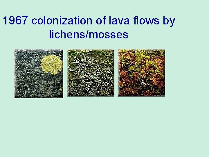 1967 colonization of lava flows by lichens/mosses 