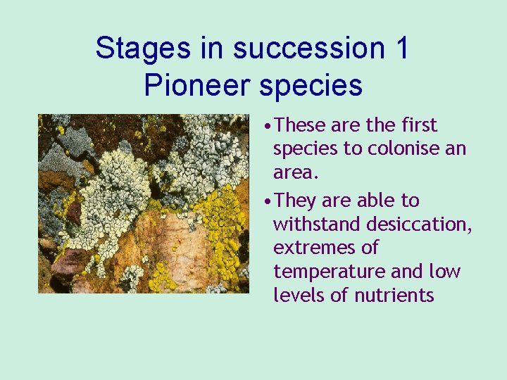 Stages in succession 1 Pioneer species • These are the first species to colonise