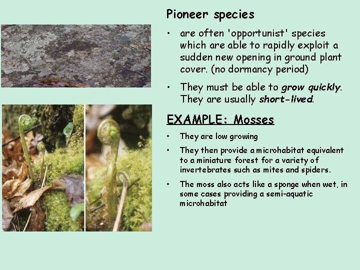 Pioneer species • are often 'opportunist' species which are able to rapidly exploit a