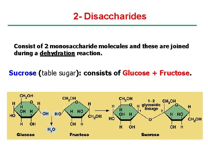 2 - Disaccharides Consist of 2 monosaccharide molecules and these are joined during a