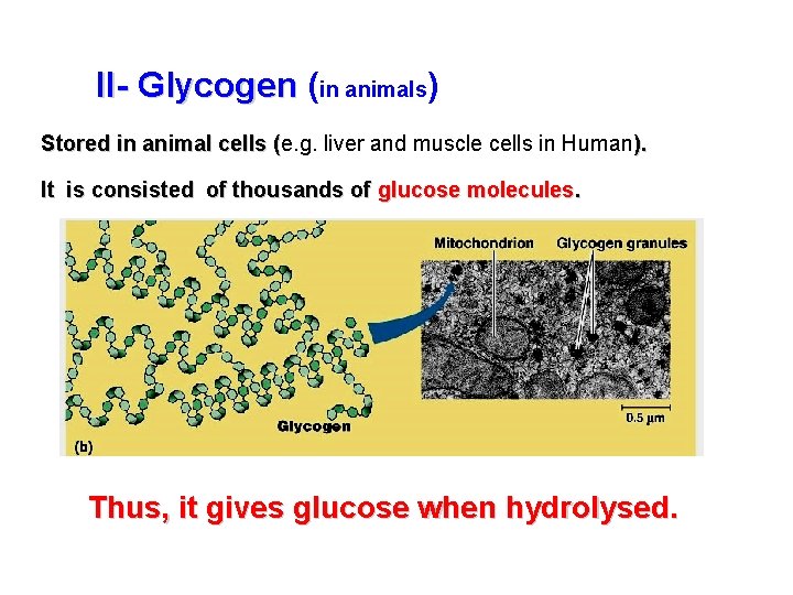 II- Glycogen (in animals) Stored in animal cells (e. g. liver and muscle cells