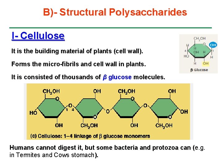 B)- Structural Polysaccharides I- Cellulose It is the building material of plants (cell wall).