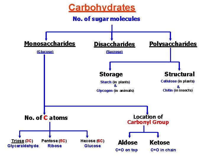 Carbohydrates No. of sugar molecules Monosaccharides Disaccharides (Glucose) (Sucrose) Storage Structural Starch (in plants)
