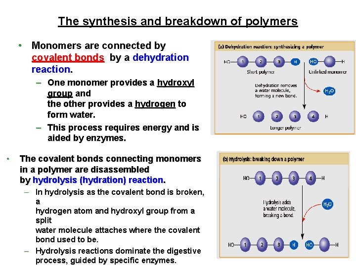 The synthesis and breakdown of polymers • Monomers are connected by covalent bonds by