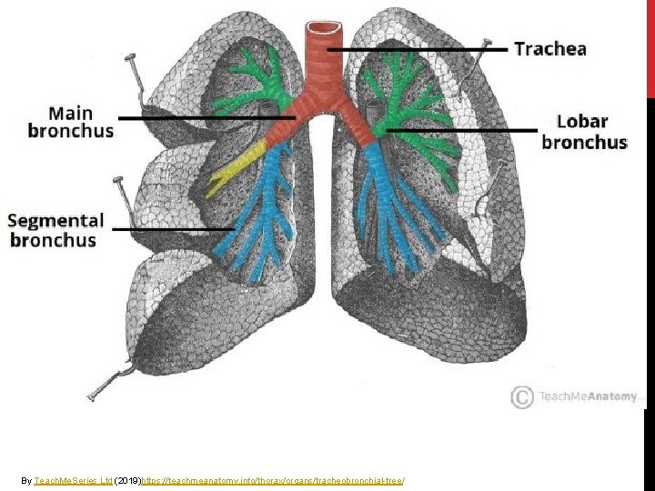 By Teach. Me. Series Ltd (2019)https: //teachmeanatomy. info/thorax/organs/tracheobronchial-tree/ 
