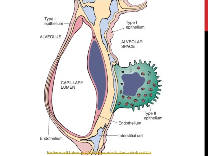 http: //www. medicinehack. com/2011/05/microscopic-structure-of-alveolar-wall. html 