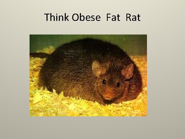 Think Obese Fat Rat Think Obese Fat Rat