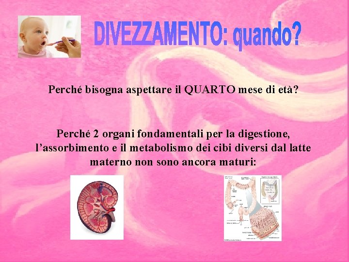 Perché bisogna aspettare il QUARTO mese di età? Perché 2 organi fondamentali per la