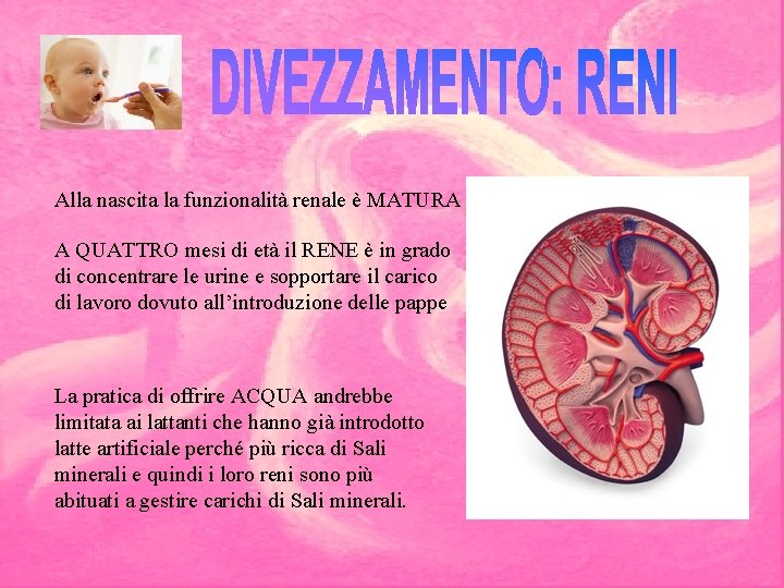 Alla nascita la funzionalità renale è MATURA A QUATTRO mesi di età il RENE