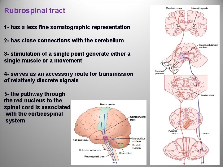 Rubrospinal tract 1 has a less fine somatographic representation 2 has close connections with