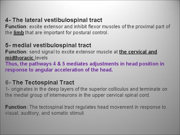 4 The lateral vestibulospinal tract Function: excite extensor and inhibit flexor muscles of the