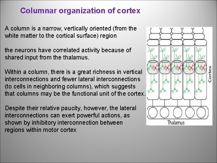 Columnar organization of cortex A column is a narrow, vertically oriented (from the white