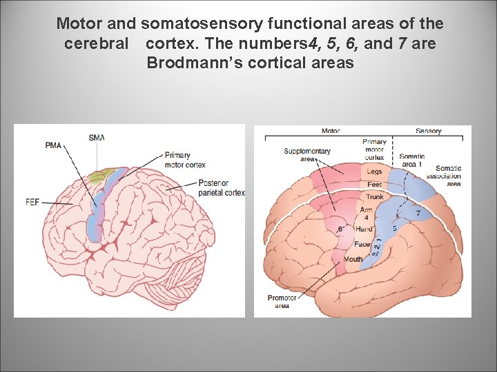 Motor and somatosensory functional areas of the cerebral cortex. The numbers 4, 5, 6,